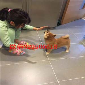 铜陵纯种健康柴犬幼犬狗场直销纯种健康的柴犬