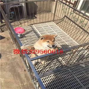 平顶山纯种柴犬幼犬多少钱一只出售极品赛级柴