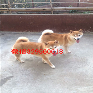 九江纯种柴犬幼犬多少钱一只哪里有卖柴犬纯种