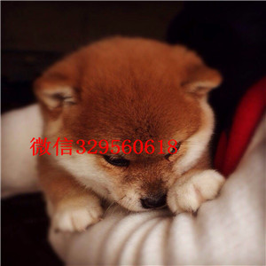 黑河纯种柴犬多少钱一只哪里有卖柴犬哪里能买到家养的柴犬出售柴犬公母都有