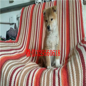 湘潭纯种健康柴犬幼犬宠物狗柴犬价格纯日系血