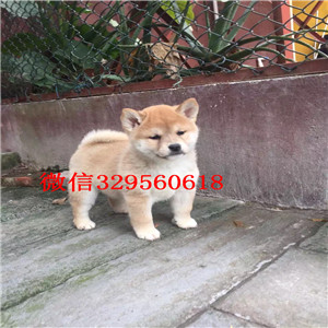 襄樊柴犬哪里有卖多少钱狗场直销纯种健康的柴犬哪里能买到家养的柴犬可爱呆萌的柴犬