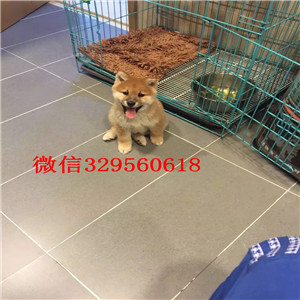 铜陵纯种健康柴犬幼犬狗场直销纯种健康的柴犬纯种赛级日本柴犬幼犬柴犬价格 多少钱一只