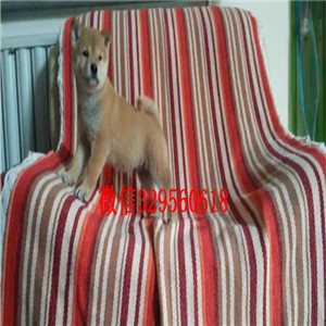 株洲哪里繁殖好一点柴犬柴犬繁殖场