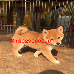 镇江哪里有卖日系柴犬柴犬繁殖场