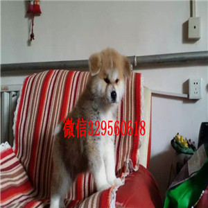 巢湖哪里有出售日系柴犬柴犬多少钱