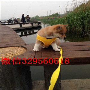 荆州双血统品相好好一点柴犬柴犬价格