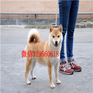 松原哪里有出售带血统柴犬柴犬图片