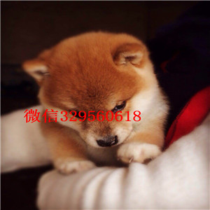 阿里哪里有卖好一点柴犬宠物狗柴犬