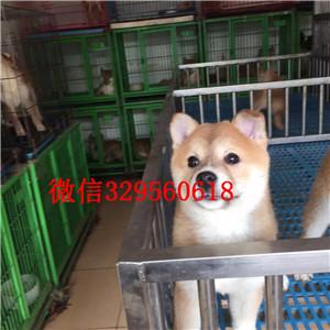 苏州哪里有卖日系柴犬柴犬价格