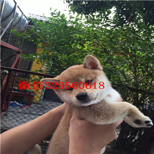 鄂尔多斯哪里有出售带出生纸柴犬宠物狗柴犬