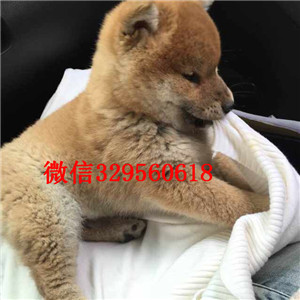 鸡西哪里有出售带出生纸柴犬柴犬价格