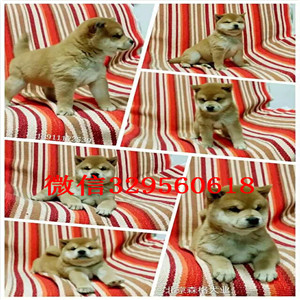 常德纯种健康日系柴犬柴犬繁殖场