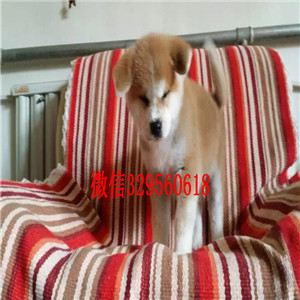 巢湖哪里有出售日系柴犬柴犬多少钱