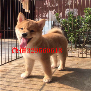 许昌哪里有出售带血统柴犬宠物狗柴犬