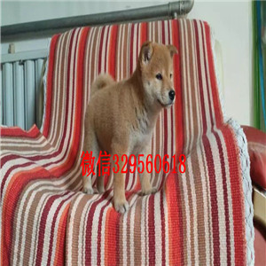 黄山哪里繁殖带血统柴犬柴犬繁殖场