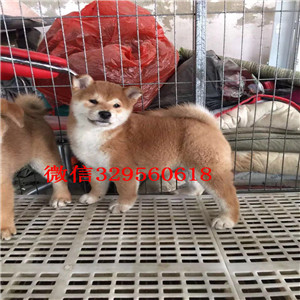 白城哪里有出售带出生纸柴犬柴犬多少钱