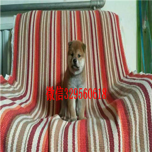 湘潭哪里有卖日系柴犬柴犬繁殖场