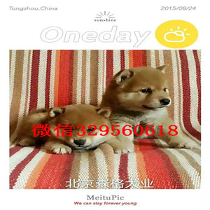 铜陵哪里繁殖带血统柴犬柴犬多少钱