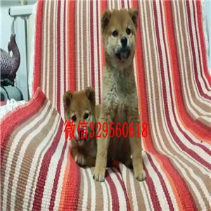 衡阳双血统品相好带出生纸柴犬宠物狗柴犬