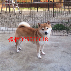 黑河纯种健康带出生纸柴犬柴犬繁殖场