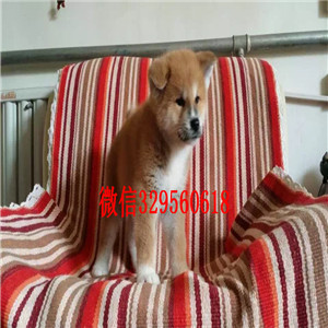 巢湖哪里有出售日系柴犬柴犬多少钱