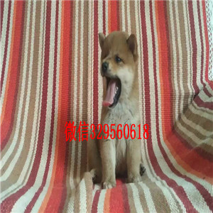 铜陵哪里繁殖带血统柴犬柴犬多少钱