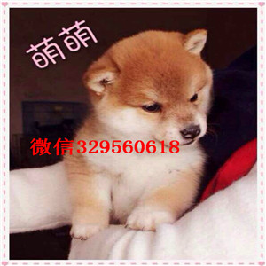 绥化哪里有出售带出生纸柴犬柴犬繁殖场