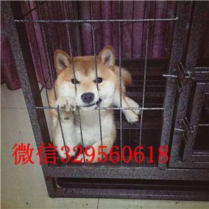 松江哪里能买到纯种柴犬柴犬价格赛级柴犬高品日本柴犬待售