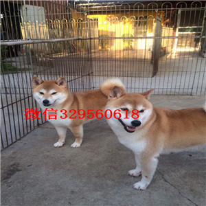 延安哪里能买到纯种柴犬柴犬犬舍极品柴犬赛级