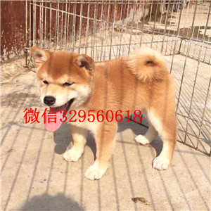 杨浦哪里能买到纯种柴犬柴犬图片双血统柴犬出售自家繁殖柴犬