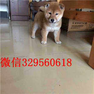 常德哪里有卖纯种柴犬柴犬图片高品质纯种柴犬