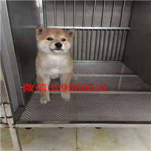 绥化纯种柴犬多少钱一只柴犬价格双血统柴犬出