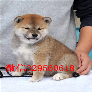 松江哪里能买到纯种柴犬柴犬价格赛级柴犬高品日本柴犬待售