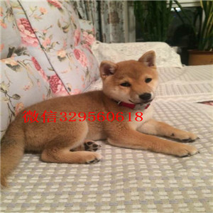 金昌哪里有卖纯种柴犬柴犬出售高品质纯种柴犬