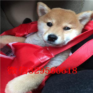 铁岭哪里能买到纯种柴犬柴犬出售极品柴犬高品日本柴犬待售