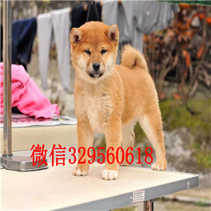 青浦纯种柴犬多少钱一只柴犬出售极品柴犬出售