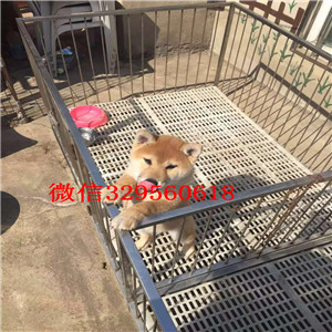 内江哪里能买到纯种柴犬柴犬犬舍赛级柴犬高品日本柴犬待售