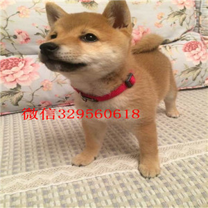 铜陵哪里有卖纯种柴犬柴犬出售高品质纯种柴犬高品日本柴犬待售