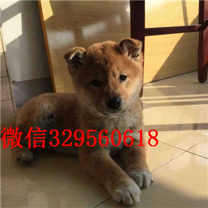 四平纯种柴犬多少钱一只柴犬图片赛级柴犬出售