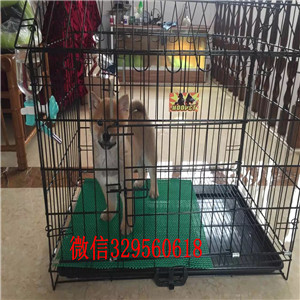 许昌哪里能买到纯种柴犬柴犬图片极品柴犬赛级柴犬宝宝