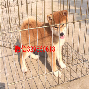 杨浦哪里能买到纯种柴犬柴犬图片双血统柴犬出售自家繁殖柴犬