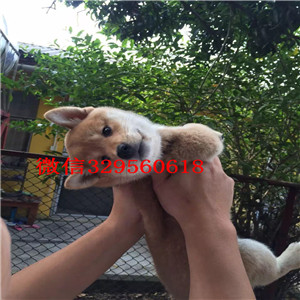 璧山纯种柴犬多少钱一只柴犬犬舍高品质纯种柴犬出售自家繁殖柴犬