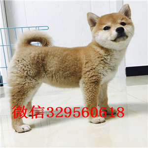 奉节哪里有卖纯种柴犬柴犬犬舍赛级柴犬赛级柴