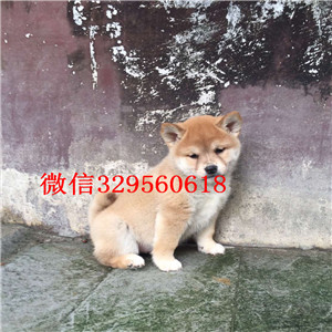 阳江哪里有卖纯种柴犬柴犬犬舍赛级柴犬高品日