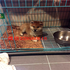 宝山哪里能买到纯种柴犬柴犬出售高品质纯种柴