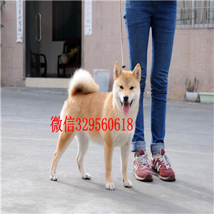 双桥纯种柴犬多少钱一只柴犬出售双血统柴犬出