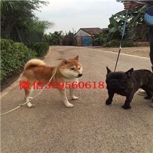 沈阳纯种柴犬多少钱一只柴犬出售赛级柴犬高品