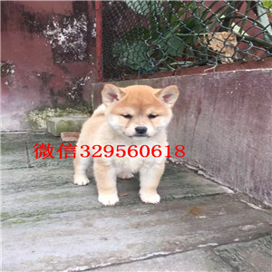 昌吉纯种柴犬多少钱一只柴犬出售赛级柴犬出售