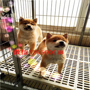 九江纯种柴犬多少钱一只柴犬图片双血统柴犬高品日本柴犬待售